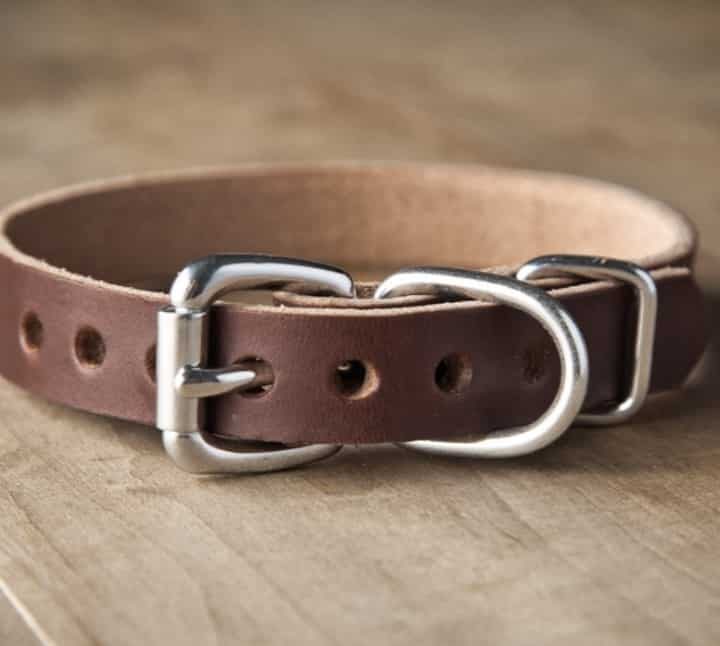 Things to Consider When Buying Your Dog a Collar